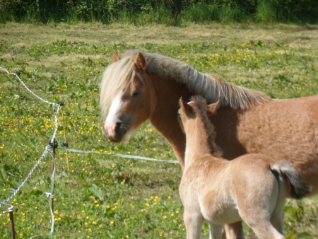 Efan et Afan