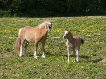 Afan et efan
