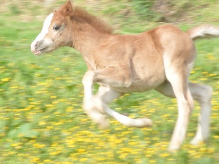 Esteban